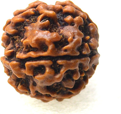 Rudraksham 5 Mukhi Rudraksha (Nepali) With Lab Report Wood Pendant