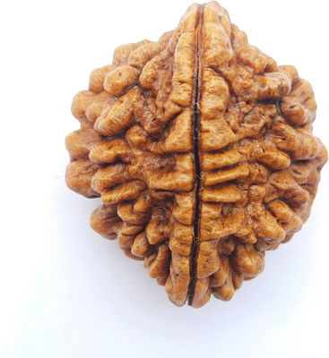 Divine rudras Yashvriddhi 2 Mukhi India Natural with Lab testing Certificate Wood Pendant
