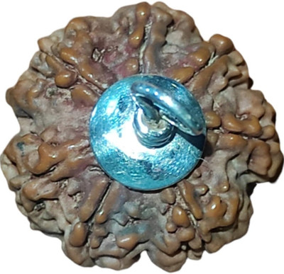 Divine rudras 7 Mukhi Nepali Rudraksha IGL Certified | Original Seller Shree Rudraksham | Wood
