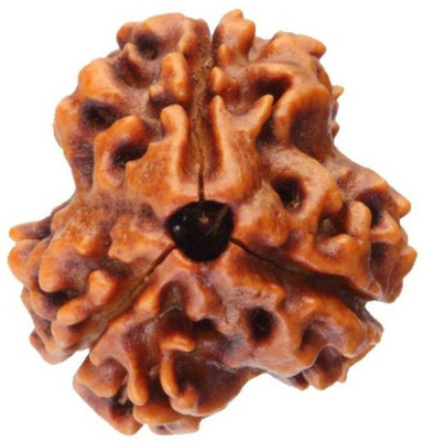 house of common 5 Mukhi / Panch Mukhi Rudraksha With JGL Lab Certified Wood Pendant