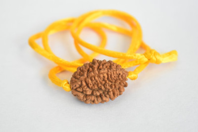 ng gems 2 Mukhi Nepali Rudraksha With Yellow Dori Wood Pendant