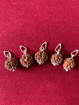 Rudraksham 6 Mukhi Nepali Rudraksha Pendant With Certificate Of Authenticity (Set of 5) Silver Brass Locket Set