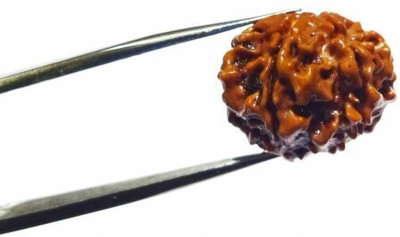 Rudraksham 6 Mukhi Rudraksha ( Nepali ) Wood Pendant Set