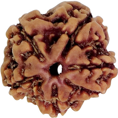 ARSUVI 6 Mukhi / 6 Faced Rudraksha Original & Natural Lab Certified AAAA+ Genuine Bead Wood