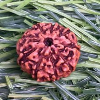 Beautum 9 MUKHI ORIGINAL INDONESIAN RUDRAKSHA NATURAL FOR MEN AND WOMEN Wood Pendant