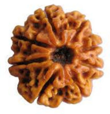 Shivtantra Original Eight Face Rudraksha (8 Mukhi Rudraksha) Nepali beads Wood