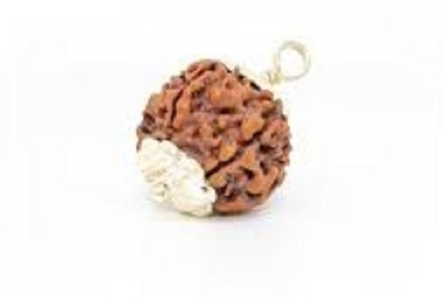 Real Rudraksha 5 Mukhi Rudraksha Five face Wood