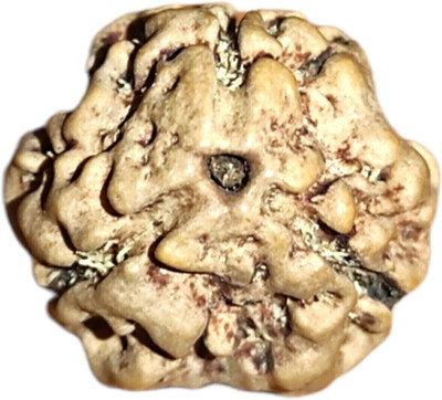 house of common 3 Faces Nepali Rudraksha IGL Certified | Original Seller Nepali Rudraksha | Mother of Pearl