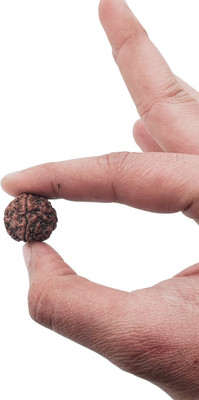 MAHANT JEWELLERY 5 Mukhi Rudraksha Five face Panchmukhi Rudraksha Nepali with Lab Certificate Beads Wood Locket