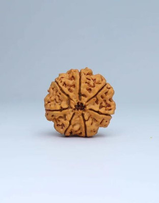 MK Gallery Seven face saptmukhi Rudraksha Nepali with Lab Certificate Silver Wood Pendant Silver Brass Pendant