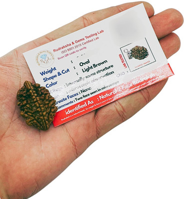 Human Collections 2 Mukhi Rudraksha Rare two Faces Rudraksha With Nepal Beads Wood Locket Set