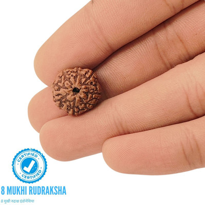 ApnaBro Java Indonesian 8 Mukhi | 8 Faced Rudraksha | Genuine Original Wood Pendant Set