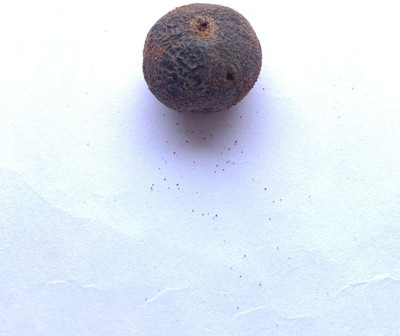 Rudraksham Rudraksha Nepali Scared Fruit (Set of 1) Wood Pendant Set
