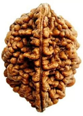 house of common Certified/Original Two Mukhi Rudraksha/Natural 2-faced For Men & Women Wood Pendant