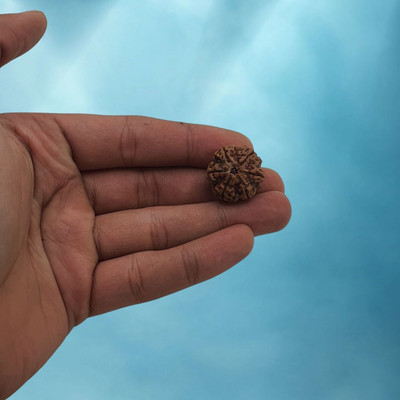 lisa vorce 6 Mukhi Rudraksha six Faced chhah Nepali Rudraksh Bead Original & Certified Beads Wood Locket Set