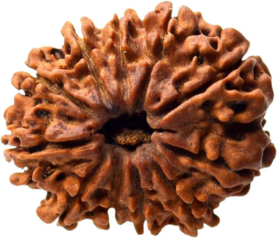 Navdurga Jyotish Kendra Natural Nepali 12 Mukhi Rudraksha (twelve mukhi rudraksha) Lab Certified Bead Stone