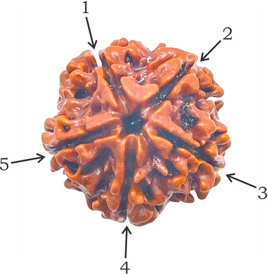 CRGO -XXC®Original Nepali Five Faced / 5 Mukhi Rudraksha Bead--2-PIECE-RD-101 Wood Locket