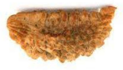 Jewelswonder Ek Mukhi Rudraksha / One Face Rudraksha / 1 Mukhi Rudraksh With Lab Certificate Wood