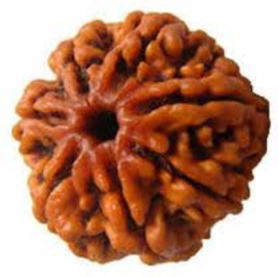 Shivtantra 7 Mukhi Original Nepali Rudraksha Bead 7 Face Rudraksha beads Wood