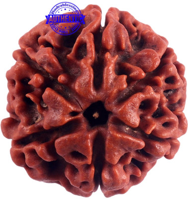 Yashvedastore 5 Mukhi rudraksha locket Nepali Rudraksh lab tested natural Rudraksh original Wood Pendant