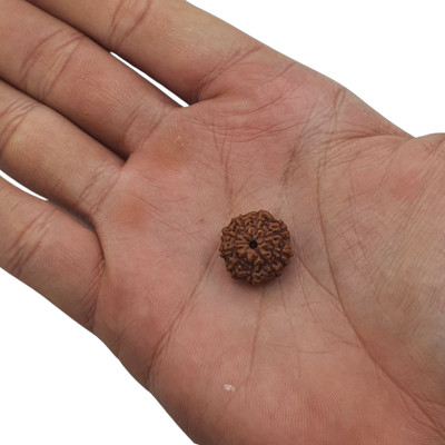 Astro Gayan 9 Mukhi Rudraksha nine Face Rudraksha Java Indonesian Rudraksha Code:1 Wood Pendant