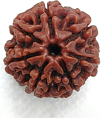 RamG 7 Mukhi/ 7 Mukhi Nepali Rudraksha Small Wood Locket