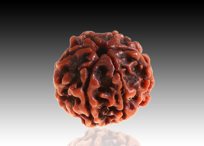 Beautum Original 6 Mukhi Nepali Rudraksh Natural Six faced Rudraksha Natural Wood Pendant