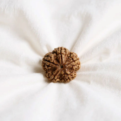 uniworldwide Pure 7 Mukhi Rudraksha Original Certified Nepali चार मुखी रुद्राक्ष ओरिजनल Wood Locket