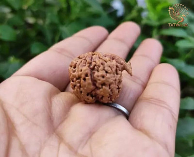 TATVALOK 6 Mukhi Ganesh Rudraksha Divine Blessings of Lord Ganesha & Kartikeya Wood Pendant