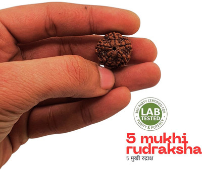 Green Ellegent Five Mukhi Rudraksha with Silver Pendant and Silver Chain / Original Nepali 5 Beads Wood Pendant Set
