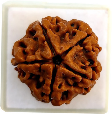 DIVINE SOUVENIRS Certified 5 Mukhi Rudraksha Original Natural 5 Face Rudraksha Beads Beads Wood
