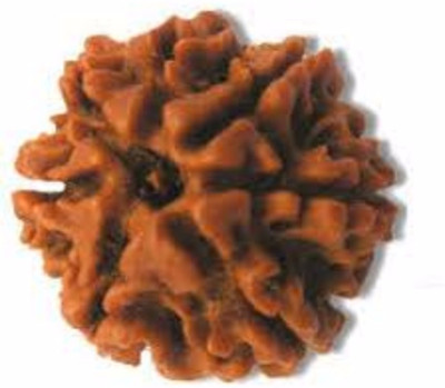 DIVINE SOUVENIRS 7 Mukhi Original Nepali Rudraksha Bead 7 Face Rudraksha beads Wood