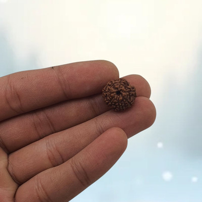 Guruji Gems & Jewellery Astrological Seven Mukhi/Faced Rudraksha Pendant For Unisex Both for Men & Women Beads Wood Locket Set