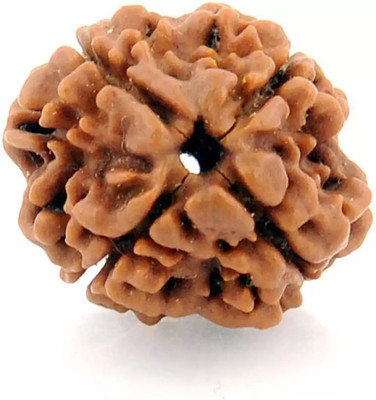 Fine Creation Four Mukhi Rudraksha / Nepali 4 Mukhi Rudraksha / Natural 4 faced Rudraksha Wood