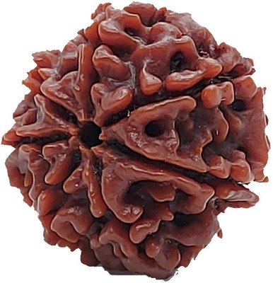 RamG 7 Mukhi/ 7 Mukhi Nepali Rudraksha Medium Wood Locket
