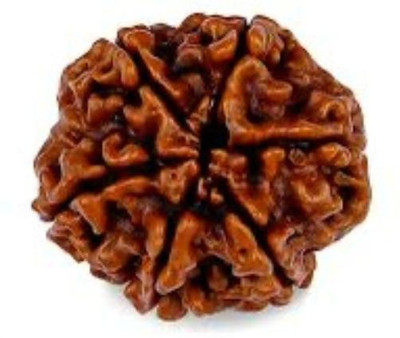 Rudraksham 6 Mukhi Rudraksha ( Nepali ) Wood Pendant Set