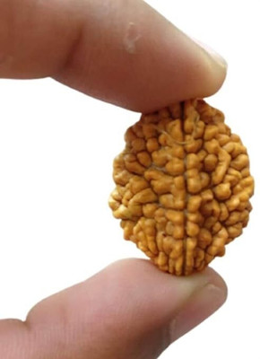 DIVINE SOUVENIRS Two Face Rudraksha 2 Mukhi Rudraksha Nepali With Metal Capping Wood Pendant