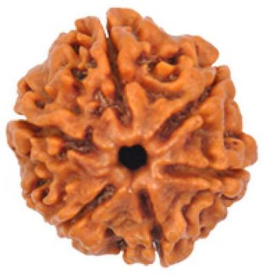 Shivtantra 6 Mukhi Nepali RUDRAKSHA Original & Certified Six Faced RUDRAKSHA Beads Wood Pendant