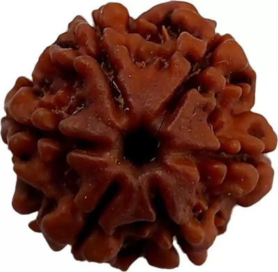 Fine Creation Six Mukhi Rudraksha Certified/Original Rudraksh Natural 6 faced Rudraksha Wood Pendant