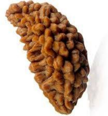 Jewelswonder Ek Mukhi Rudraksha / One Face Rudraksha / 1 Mukhi Rudraksh With Lab Certificate Wood