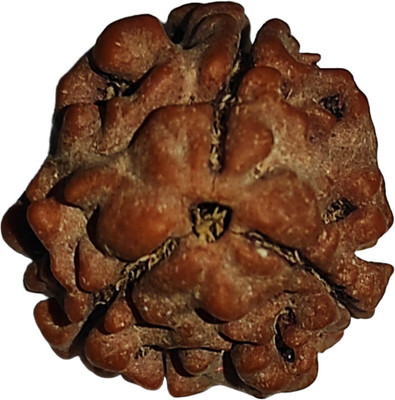 nepalirudraksh 3 Mukhi Rudraksha IGL Certified | Original Seller Nepali Rudraksh | Mother of Pearl