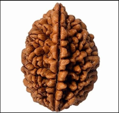 Beautum ORIGINAL 2 MUKHI RUDRAKSHA NEPALI NATURAL Wood Pendant