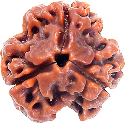 ARSUVI 3 Mukhi / 3 Faced Rudraksha Original & Natural Lab Certified AAAA+ Genuine Bead Wood