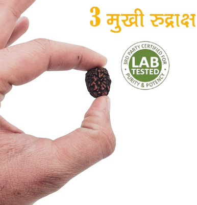 Dayalu Store 3 Mukhi Rudraksha Certified Nepali Bead | Original three Face teenmukhi Beads Wood Pendant