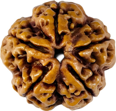 RashiRing Original Nepali 5 Mukhi Rudraksha / Five Face Rudraksha Size 16-22mm Wood