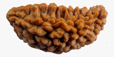Rudraksham One Mukhi Rudraksha Original Certified Indonesian Ek Mukhi Rudraksh Wood Pendant