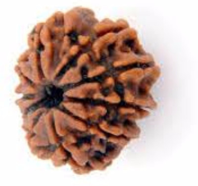 Jewelswonder 10 Mukhi Rudraksha Original (10 mukhi) Nepali Rudraksha Beads Wood