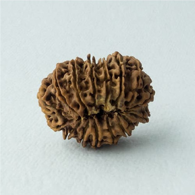 Ceylonmine01 Natural 16 mukhi rudraksha shiv beads with lab certificate Wood Pendant Beads Wood