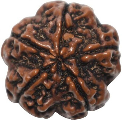 CRGO Original 5 Mukhi Nepali Rudraksha Bead--2-PIECE--90 Wood Locket