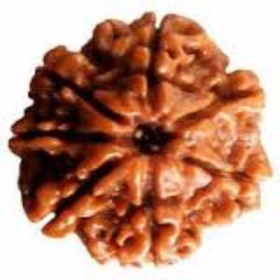 Jewelswonder 7 Mukhi Original Nepali Rudraksha Bead 7 Face Rudraksha beads Wood